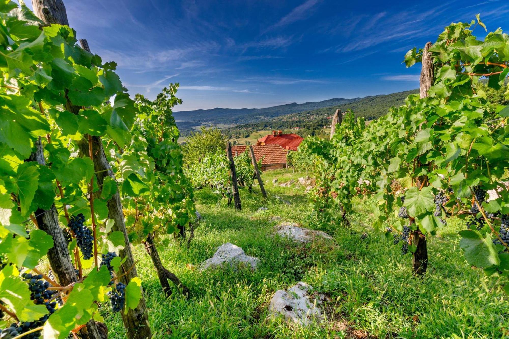 Vineyard Cottage Brodaric - Happy Rentals Metlika Exterior photo